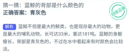 猜一猜蓝鲸的背部是什么颜色的 支付宝神奇海洋5月26日答案2023